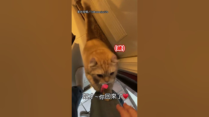 【心臟爆擊】下班的小確幸❤️ 貓咪迎接隨便擼｜貓｜撒嬌｜開門｜迎接｜可愛｜療癒