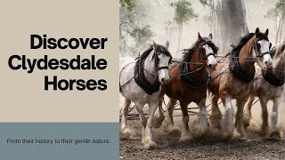 The Clydesdale Horse Breed