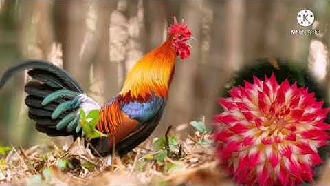 Suab​ qaib​ qua​ zoo​ 2021​