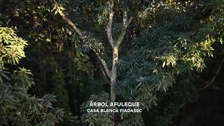 ARBOL AFULEQUE, CASA BLANCA. A VISTA DE DRON. CANCIÓN DE GRATITUD.