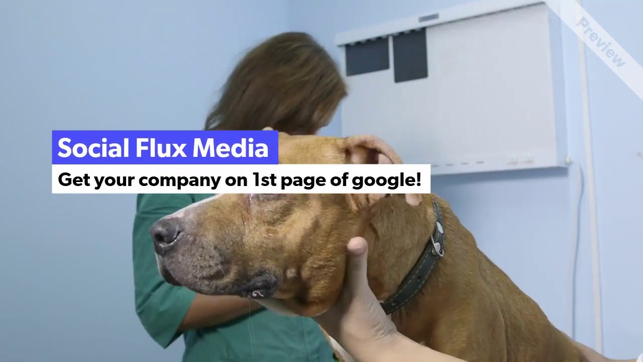 Vets in McAllen Vets Animal Clinic McAllen TX YouTube