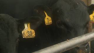 Local farmer looks ahead as Tyson Foods plant closure adds pressure to cattle industry