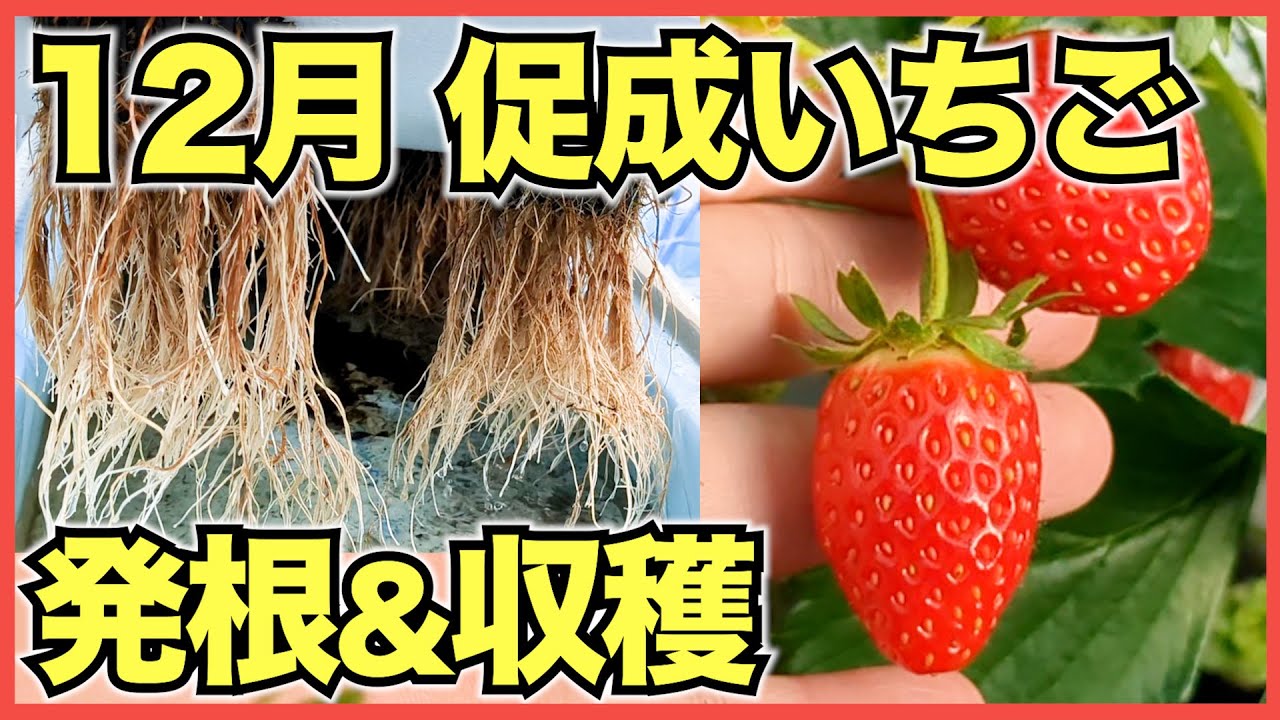 flowerつるし飾り「苺」2025'bオリジナル作品 flowerつるし飾り「苺」2025'bオリジナル作品 Amazon.co.jp