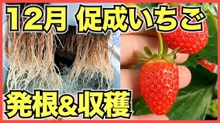 いちご花ページ イチゴ（四季なり）：ガザーナ3号ポット 12株セット の通販