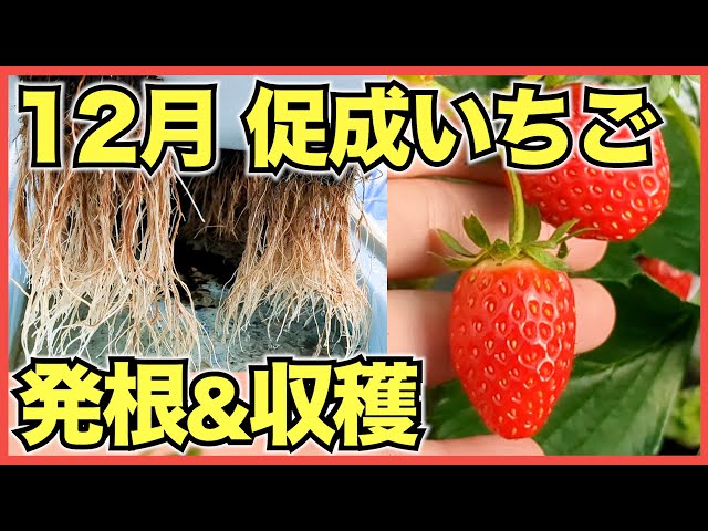 Strawberry Forcing Cultivation] The first axillary flower clusters