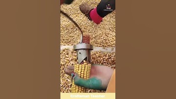 Fastest Corn Sheller Ever Genius Hand Tool in Action #shorts #farming #farm #agriculture