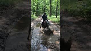 Horse Kicks Water, Creates Laughter and Splash Mishap