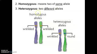 Unit 6 (Mendel and Heredity) Notes- Part 2