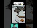 বিড়াল যখন মাছ দেখে🤣