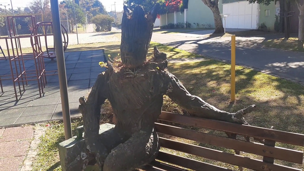 Onde foi parar Groot, o homem planta de Curitiba? Veja esta e