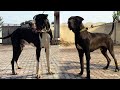 Big Sho Bully Black 2 Badmash Dogs of Azad Kashmir 2020 | Interview Ch M Akram of Lus By Nafa tv hd