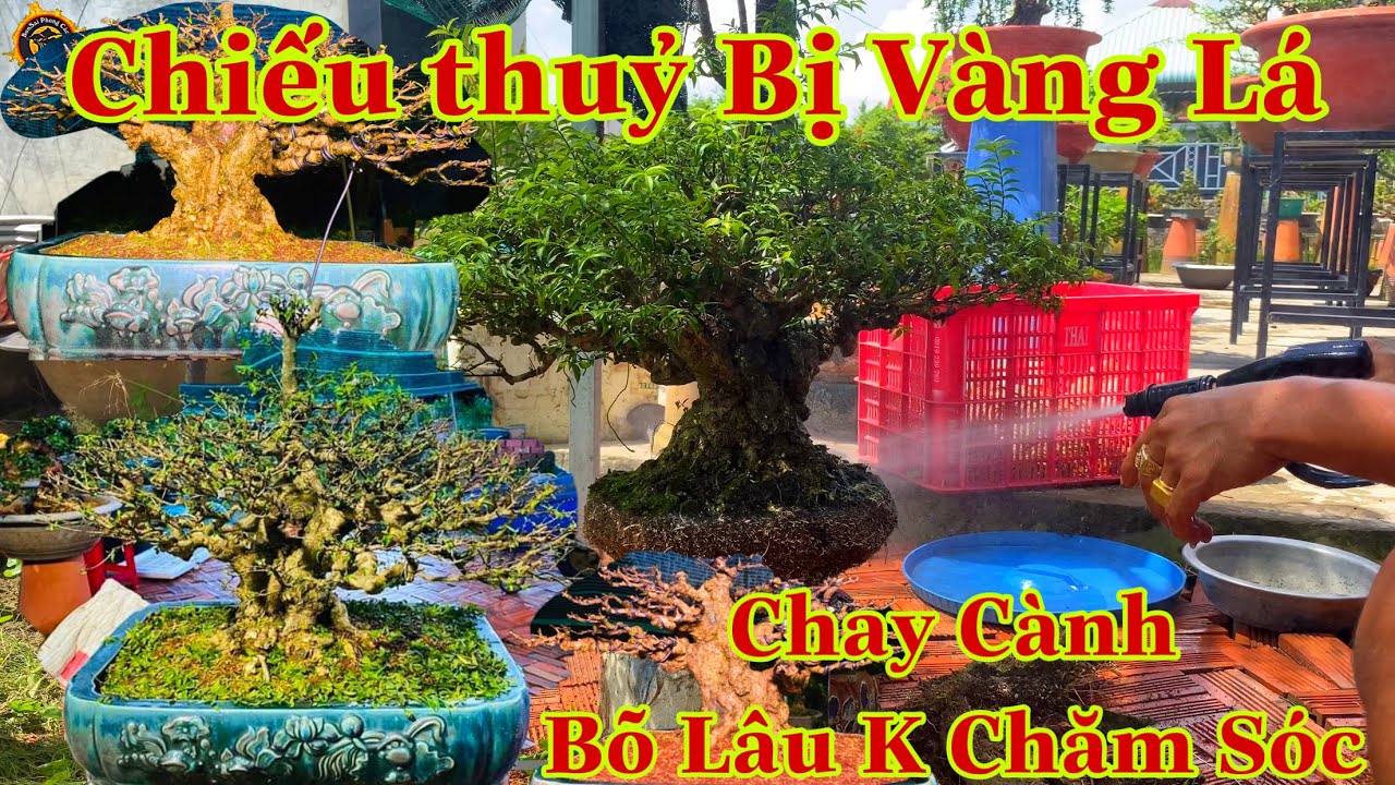 cây bị vàng lá không tốt xử lý như thế nào | chỉnh sửa lại cây bonsai sau 1 thời gian không chăm sóc