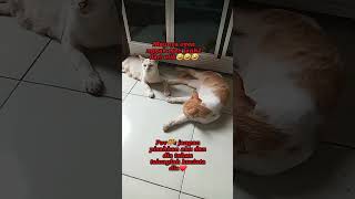 anugerah terindah#cutecats#fussycats#shortvideo