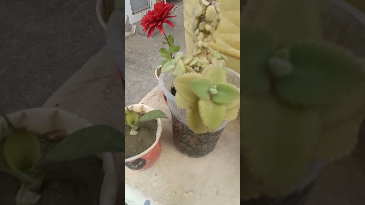 different plant ☘️☘️ 