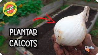Como Y Cuando Plantar Calçots - Necesidades, cuidados y riegos || La Huertina De Toni