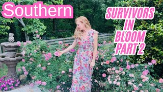 🌸Garden Tour | Roses That Survive The South Part 2