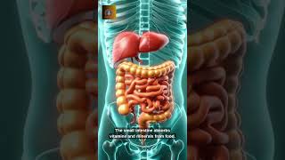 Human Digestive System Explained in 20 Seconds | Amazing Body Facts!