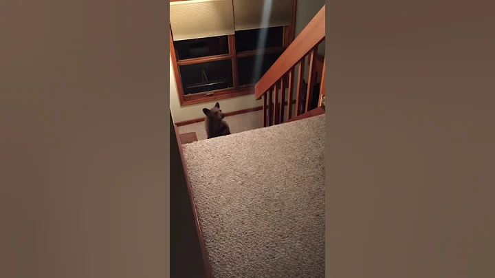 Home Visit from Mama Bear and Cub || ViralHog