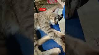 Shimo baru bangun tidur