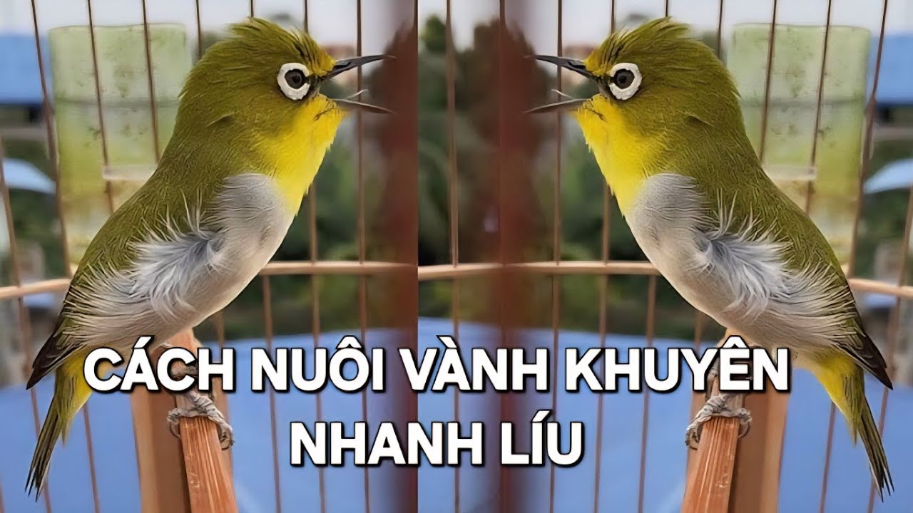 Hướng dẫn cách nuôi vành khuyên nhanh líu  -  Vành khuyên mồi