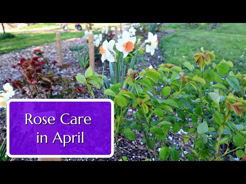 Rose Care in April hqdefault
