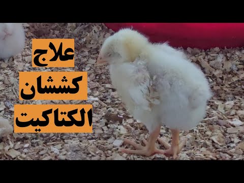 علاج كششان الكتاكيت والموت المفاجئ عند الكتاكيت والوقايه من الكششان ولان الكتاكيت علي طول