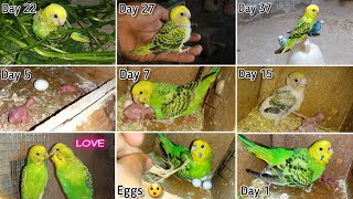 Budgies Baby Growth Stages Day 1 to Day 45 | Miracle Of Life screenshot 3