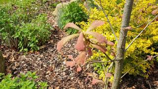 Quercus marilandica dub marylandský