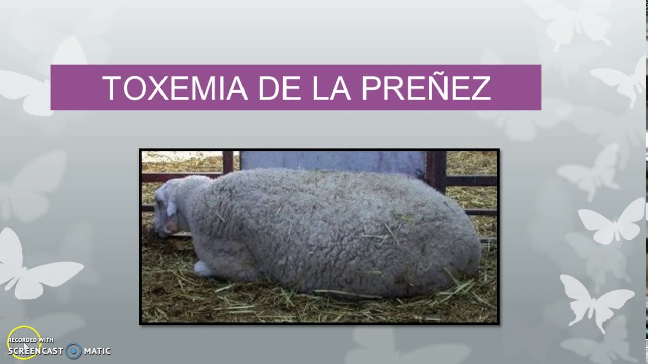 Toxemia De La Preñez En Ovinos