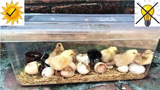 HOW TO HATCH CHICKEN EGGS WITHOUT INCUBATOR  || Hatch eggs without any egg incubator || Hatching....