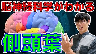 【臨床現場で役立つ脳神経科学】側頭葉の機能＆機能不全に関する知識をシンプルにまとめて解説します！