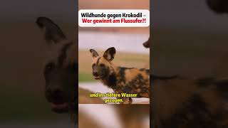 Wildhunde gegen Krokodil – Wer gewinnt am Flussufer?! #Wildhunde #Krokodil #Naturgewalt #Tierdoku
