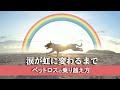 ペットロスで涙が止まらない人に贈る動画詩『涙が虹に変わるまで』ペットロスの乗り越え方【会いたい】【虹の橋】 #記念座一HealingEntertainment