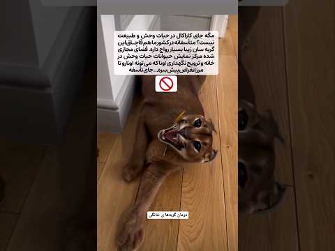 حیوان آزاری حیوانات