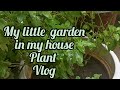 Plant 🪴 vlog#trendingvideo#viral#short#magnetbrain.