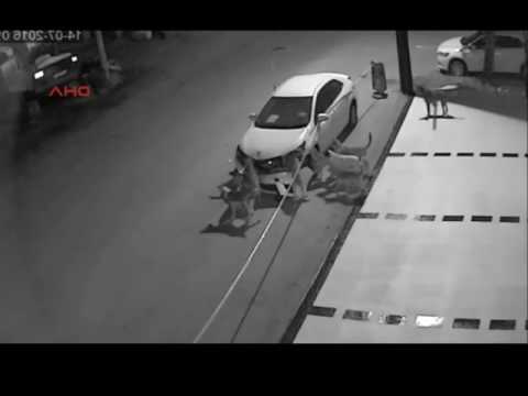 Собаки разломали машину средь темной ночи