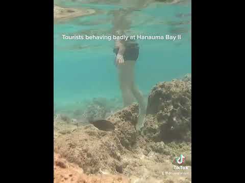 Tourists Behaving Badly At Hanauma Bay Hawaii
