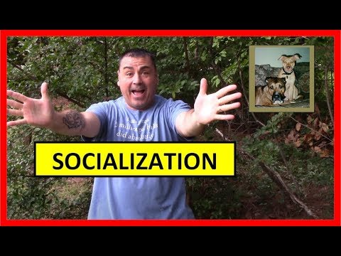 how-to:-dog-socialization---quick-tip