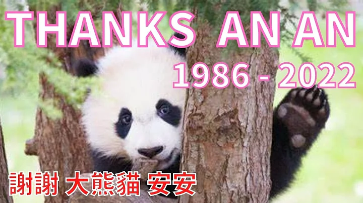 [2022.7.21] Giant Panda An An Dies, Aged 35 (English Sub CC 英文字幕) - DayDayNews