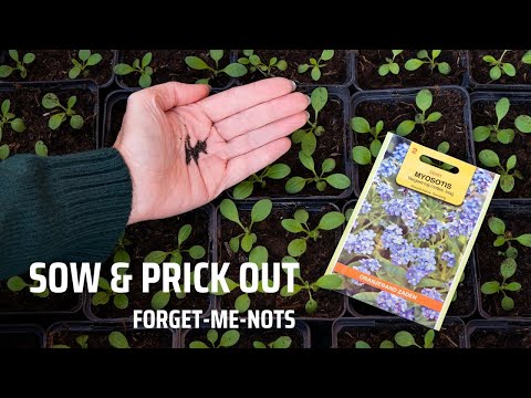 Video: Forget-Me-Not Flowers - How To Grow Forget-Me-Nots