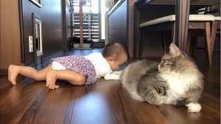 赤ちゃんと兄弟ゲンカをする猫 ノルウェージャンフォレストキャットSibling rivalry.Norwegian Forest Cat.