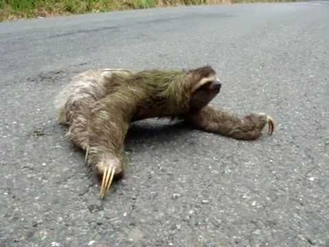 Как ленивец переходит дорогу
