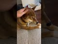 @VitaminDelicious  I got your doge