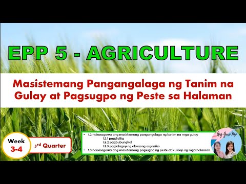 Video: Gentian (37 Mga Larawan): Pagtatanim At Pangangalaga Sa Bukas Na Larangan, Dilaw At Baga, Felted At Daurian, Makitid Na Dahon, Krus At Tagsibol