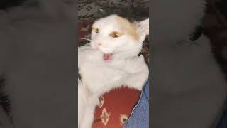 abba dabba jabba 😂😂 #humor  #viral #cat #trending #pets #viralnow #animals #status #shorts