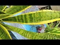 "Secret Gardens of History: Plants That Changed Civilizations"