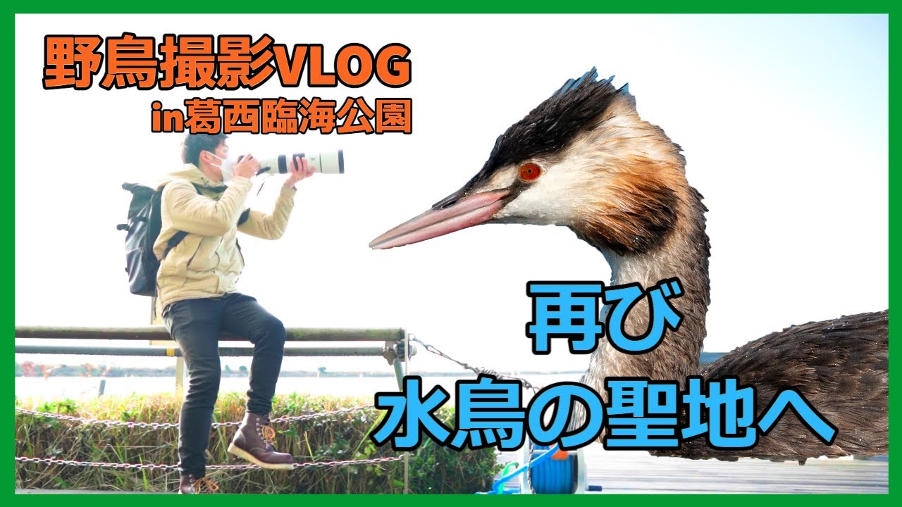 野鳥撮影Vlog | 駅徒歩０分！電車で来れる水鳥の聖地再び「葛西臨海公園」| カンムリカイツブリ、チョウゲンボウ、オオバンなど　| Birding in Japan shot on SONY a7Ⅳ