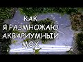 КАК Я РАЗМНОЖАЮ АКВАРИУМНЫЙ МОХ