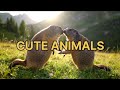 Cute marmots cute groundhogs cute animals