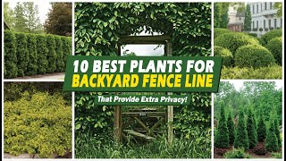 Backyard Privacy! 10 Best Plants for Backyard Fence Line That Provide Extra Privacy! 👍